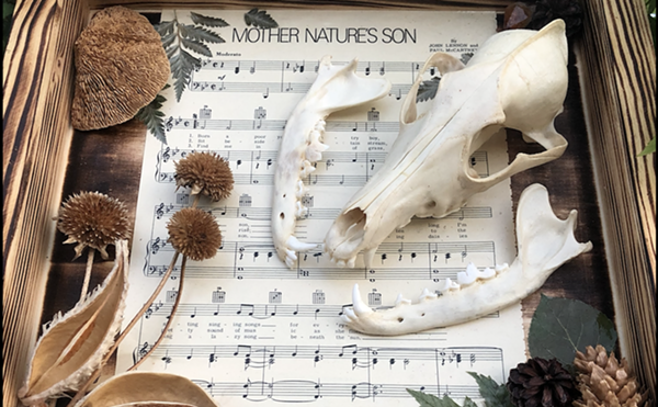 Rocky Mountain Punk Nature Art &amp; Oddities Is the Shop of the Season