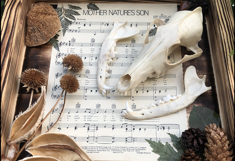 Image: animal skull resting on a music sheet.