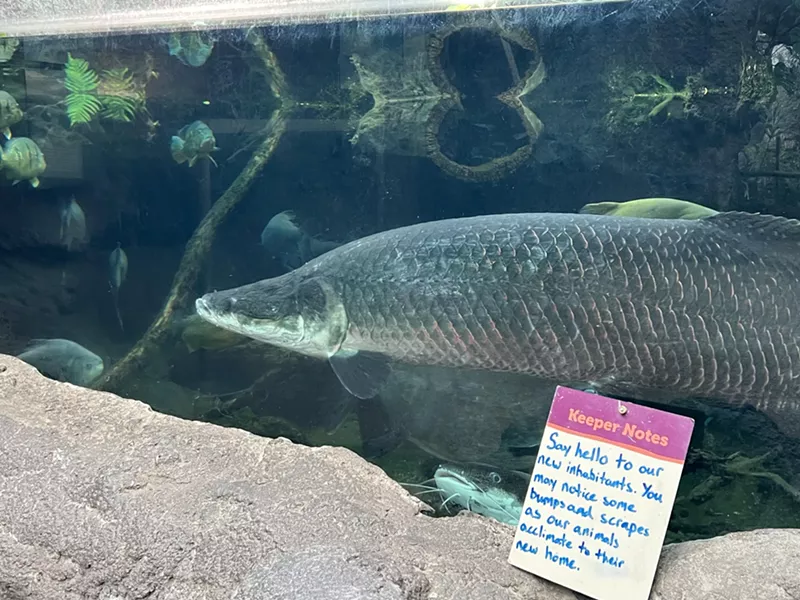 Image: Lots of fish and other aquatic species have found new homes at the Denver Zoo.