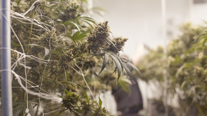 Marijuana plants and buds hang over the ground inside of a grow