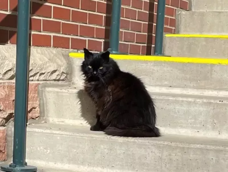 Image: cat