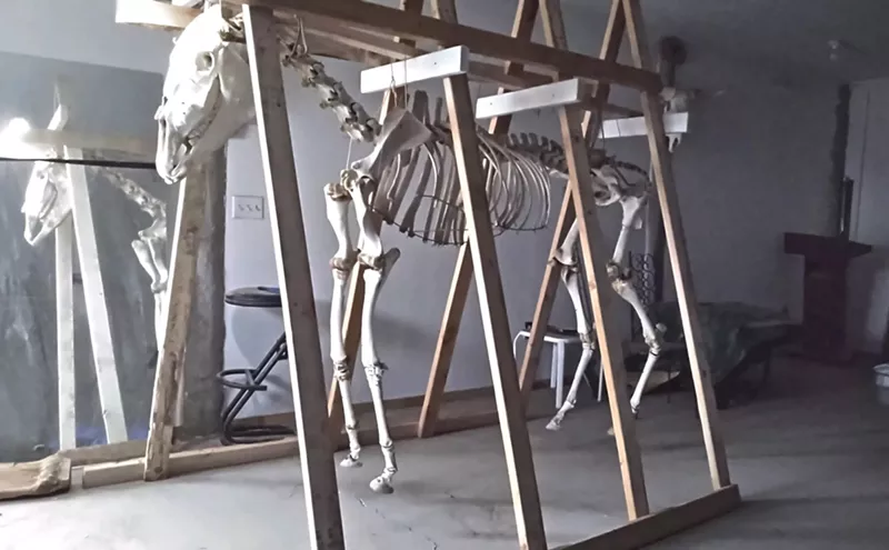 Image: Snippy the Horse Is Headed to the UFO Watchtower