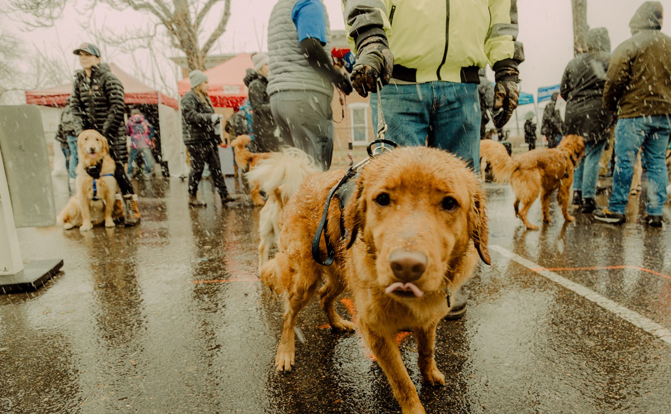 Soggy Doggies at Fourth Annual Goldens in Golden