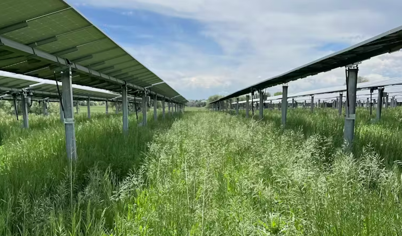 Solar panels shade grassland at Jack’s Solar Garden, an agrovoltaic farm in Longmont, Colorado.