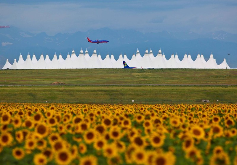 Stop and smell the sunflowers outside Denver International Airport.
