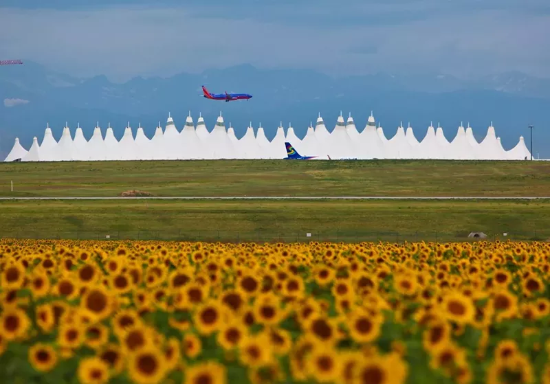 Image: Stop and smell the sunflowers outside Denver International Airport.