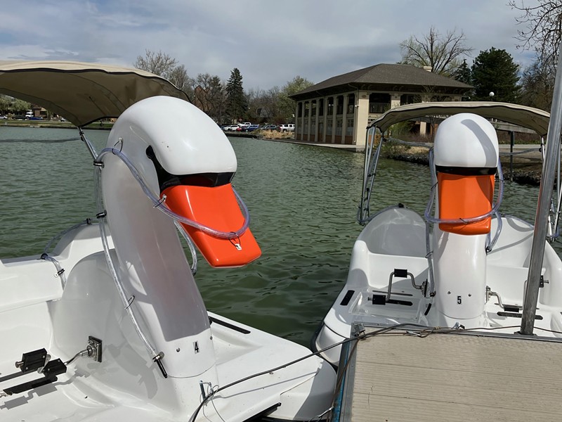 Washington Park's Smith Lake has a new flock of swans.