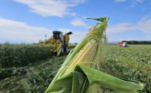 Image: How Sweet It Is: Time to Celebrate Colorado Corn!