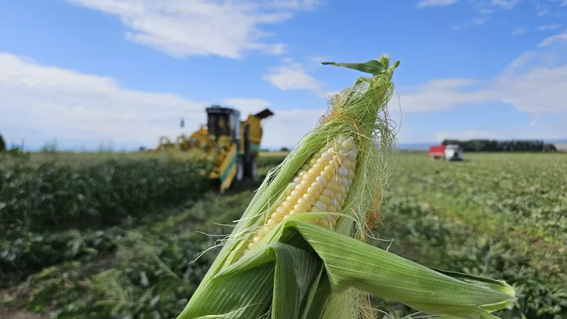 Image: sweet corn
