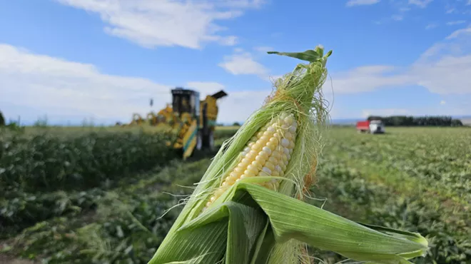 sweet corn