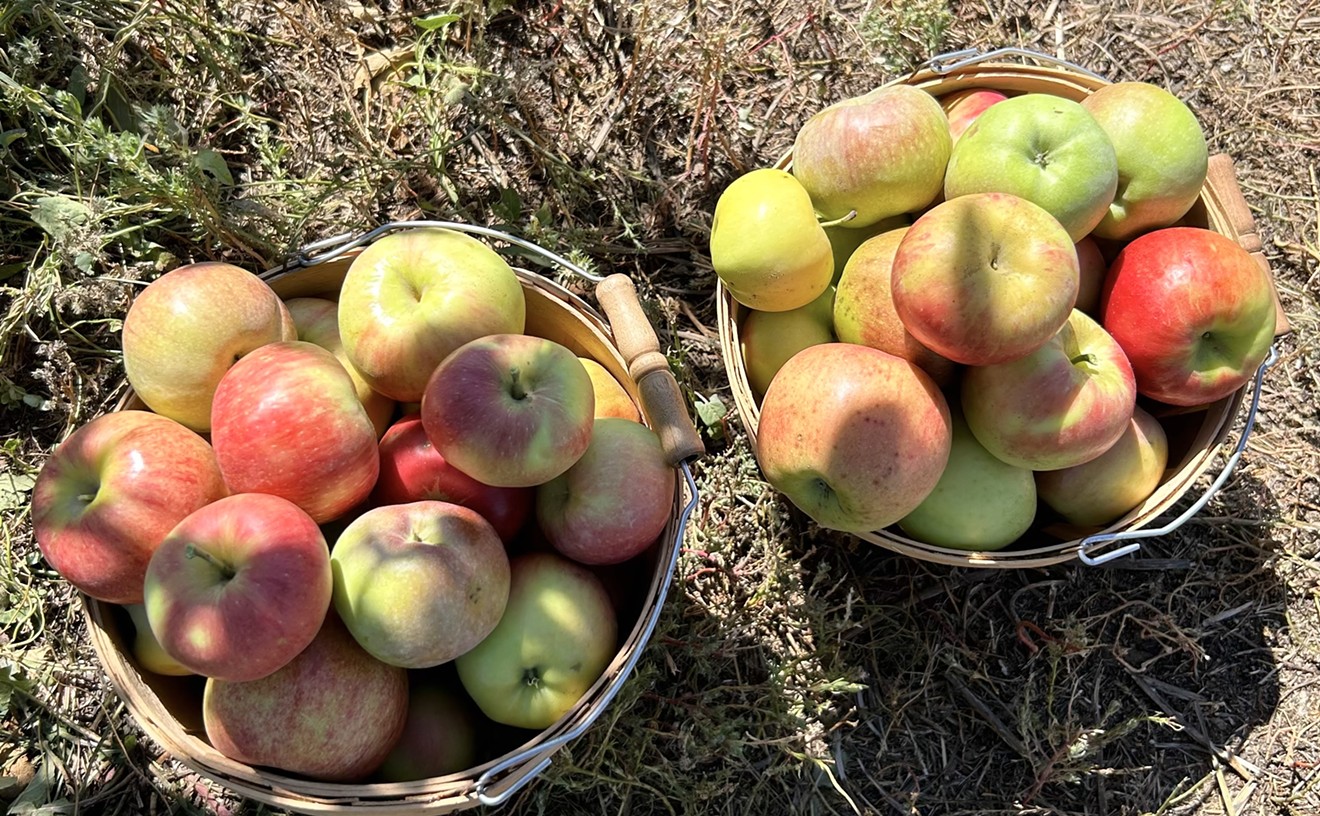 Take Your Pick: Eight Apple Orchards Near Denver to Visit This Fall