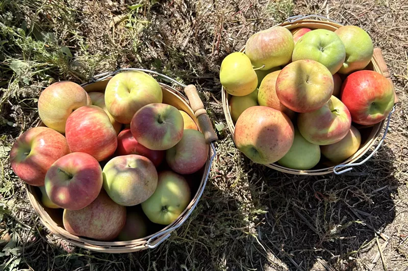 Image: Two baskets of apples resting on the ground at an orchard near Denver