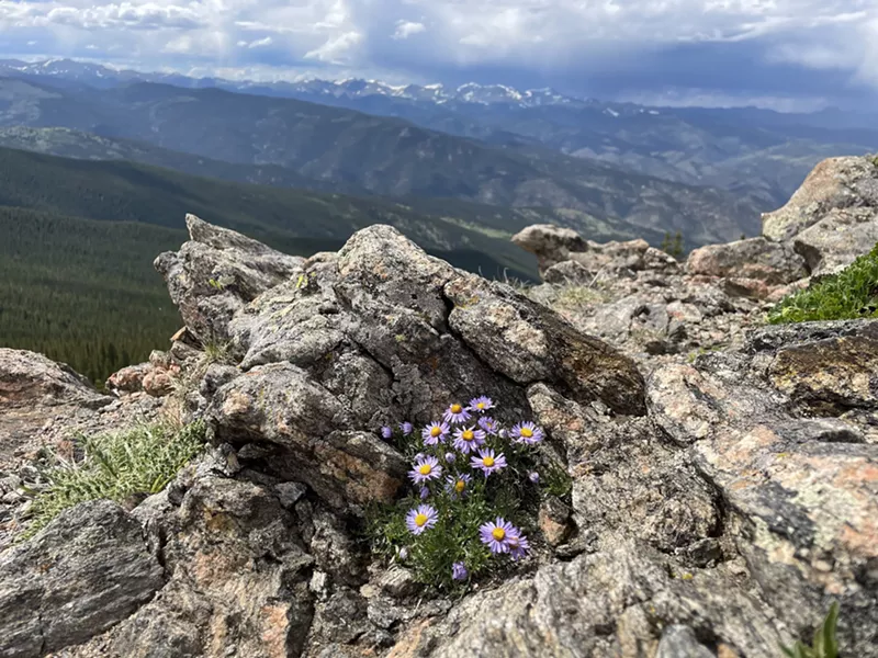 Image: wildflowers and mountains