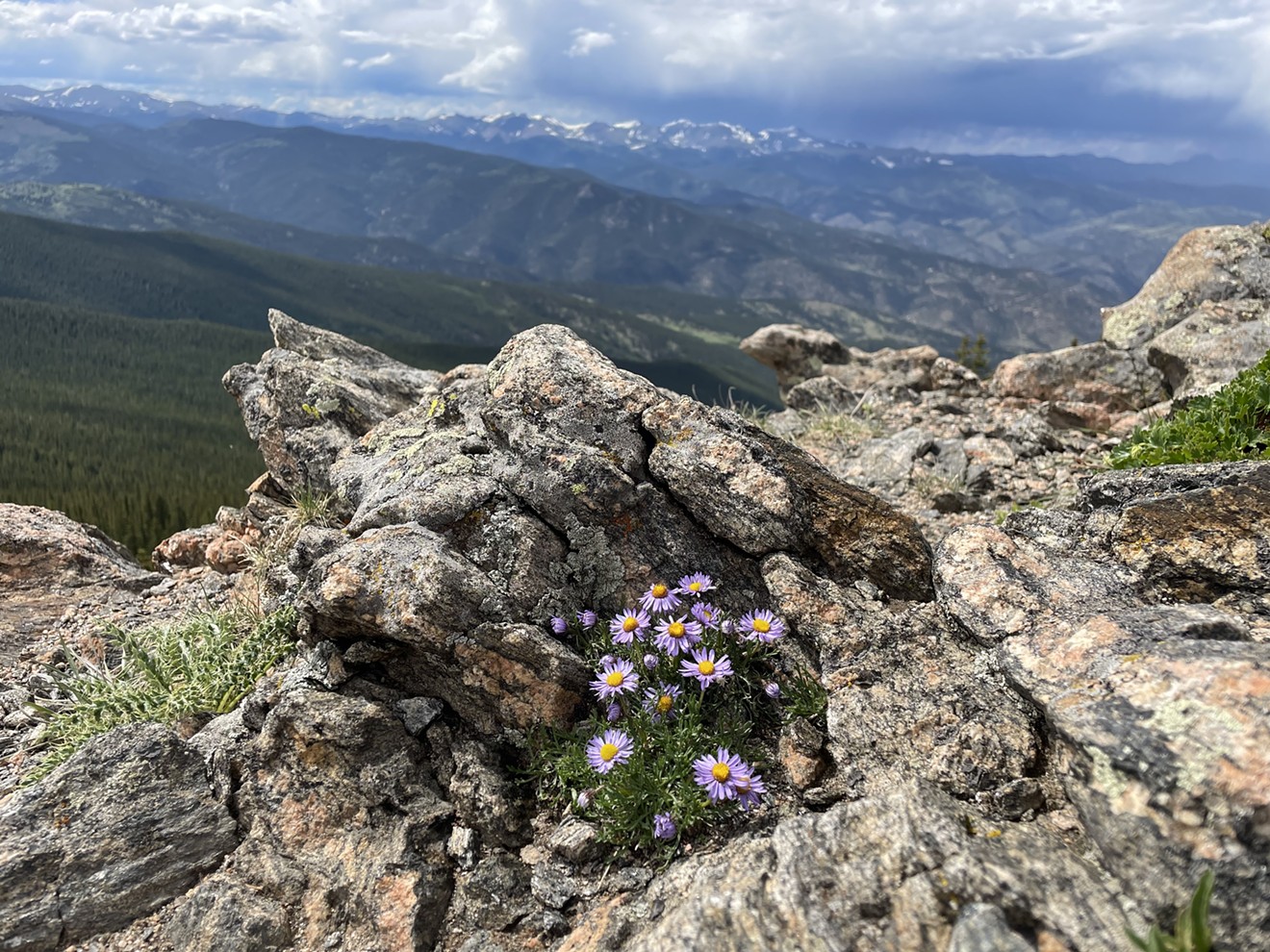 Wildflowers at the top of Chief Mountain