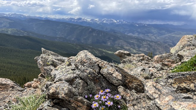 wildflowers and mountains