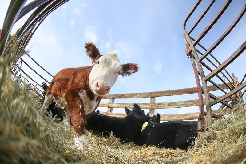 Image: It's all about the animals at Vida.