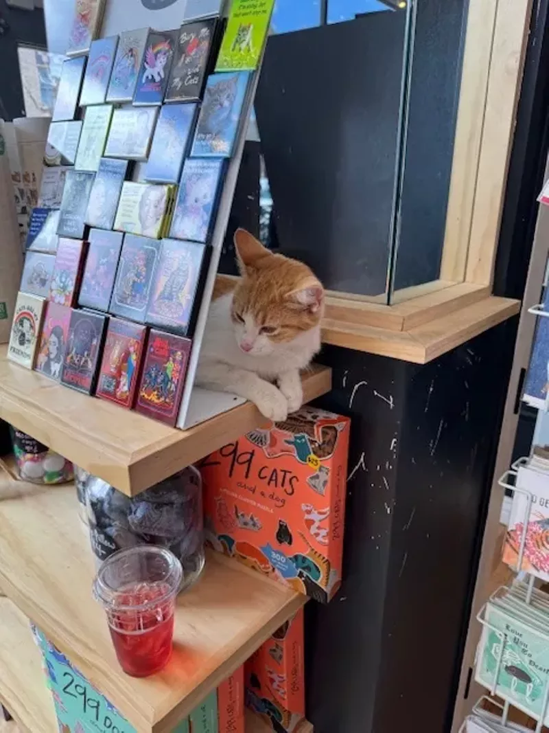 Image: A cat hiding behind a poster