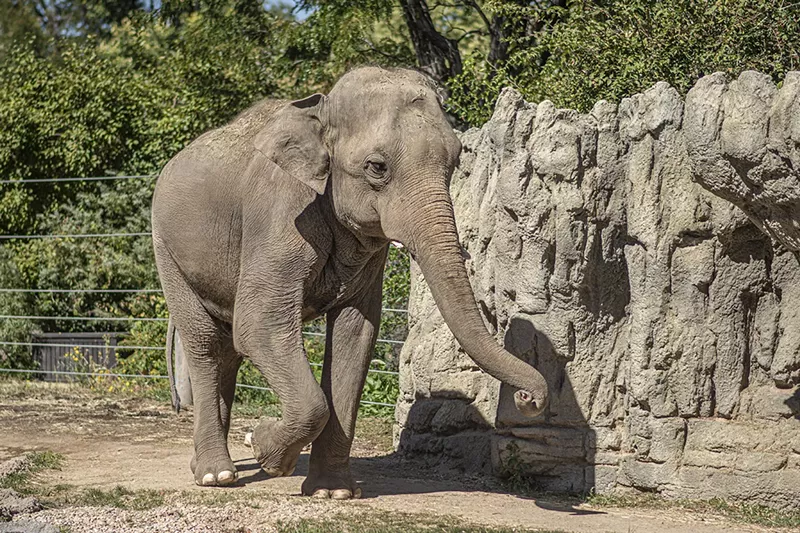 Image: elephant outside at zoo