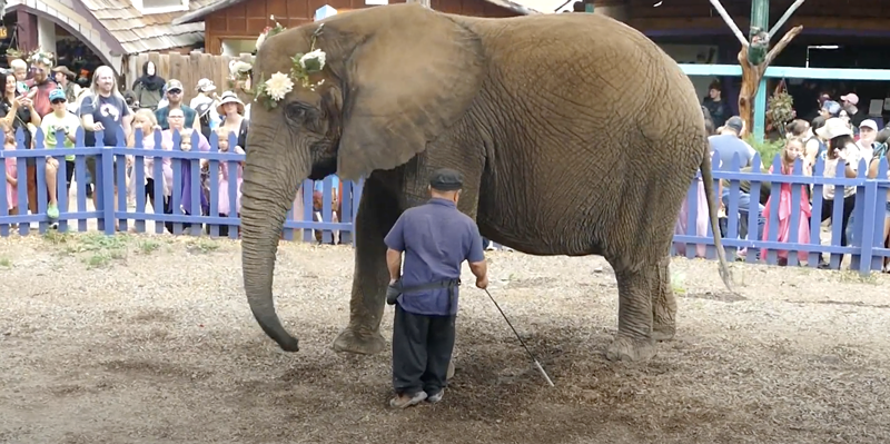 Image: An elephant wearing a flower crown