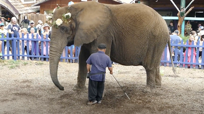 An elephant wearing a flower crown