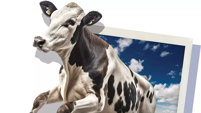 Cow jumps out of polaroid