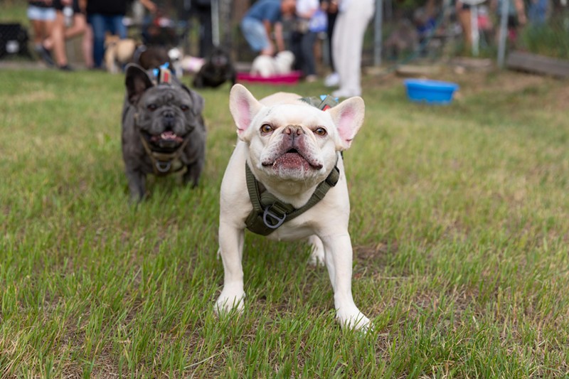 July's Denver Frenchie meetup escaped the heat in Conifer this weekend.