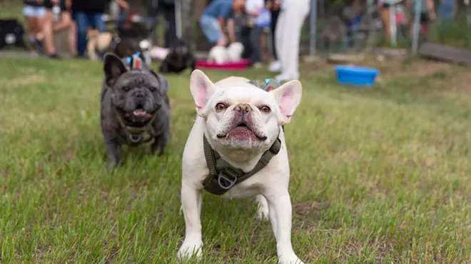 French Bulldogs in Conifer