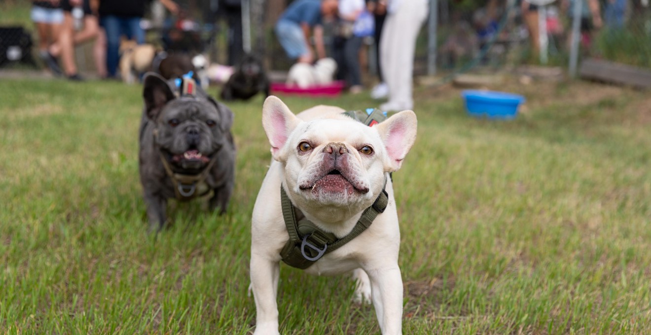 Photos: The Monthly French Bulldog Meetup in Conifer