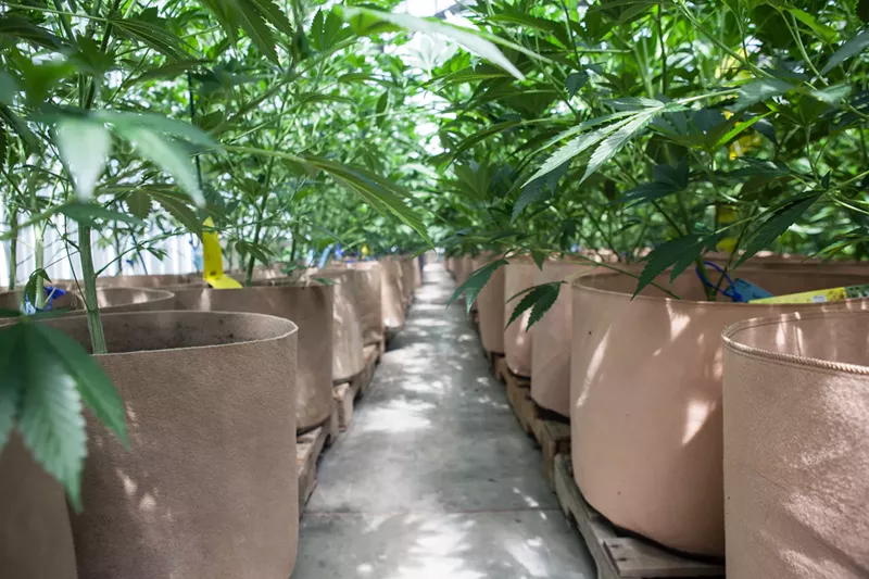 Image: Cannabis breeding is a science, but can't be done without love.