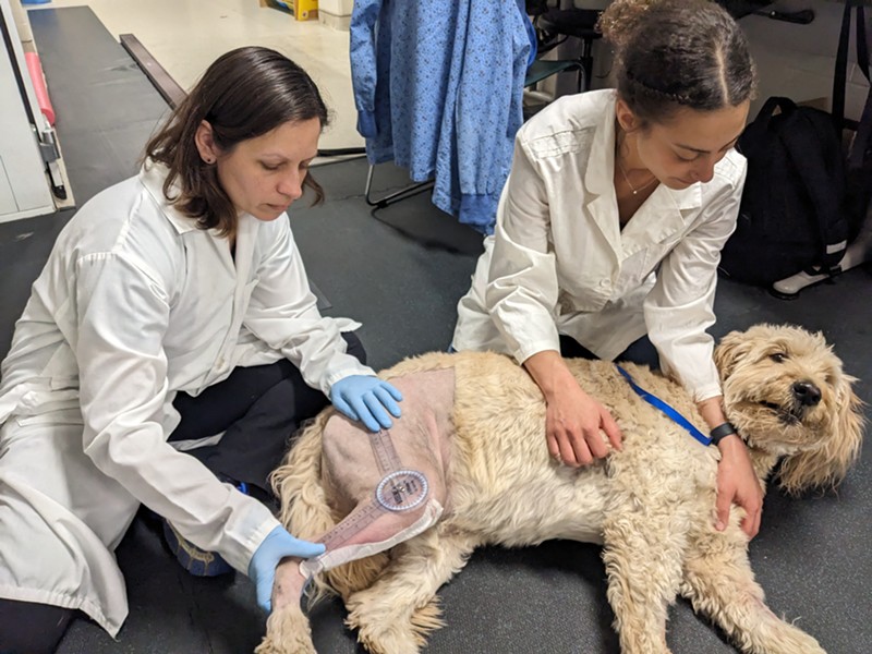 Dr. Romany Pinto and graduate student Chloe Forde-Lyons perform a post-surgical assessment on TPLO patient Ralph.