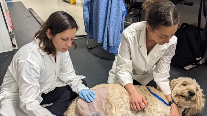 Two veterinarians perform a post-surgery assessment on a dog.
