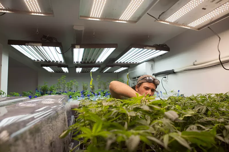 Image: The new course covers ins and outs of commercial cannabis cultivaiton.