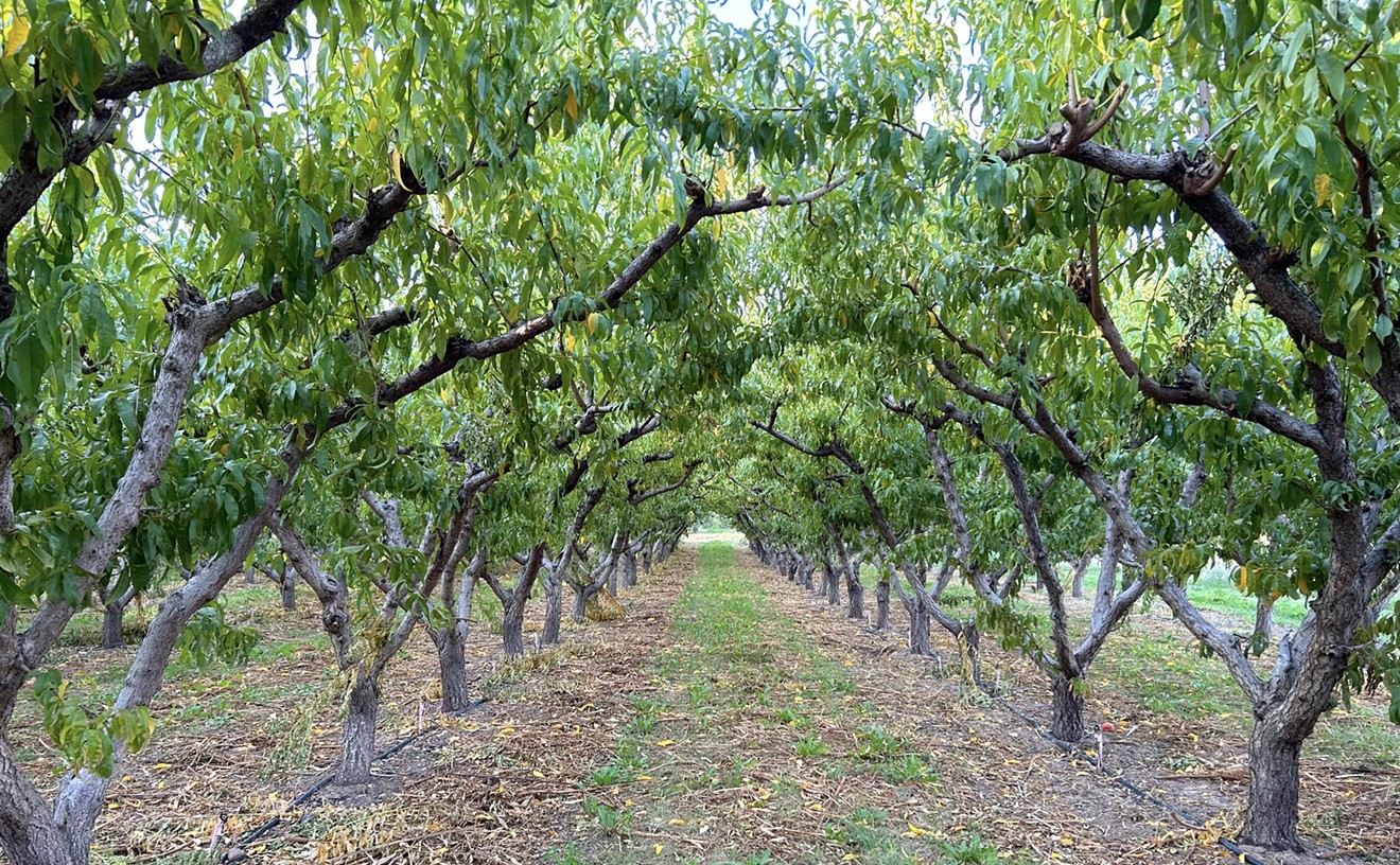 Touring Talbott Farms, Colorado’s Largest Peach and Wine Grape Producer