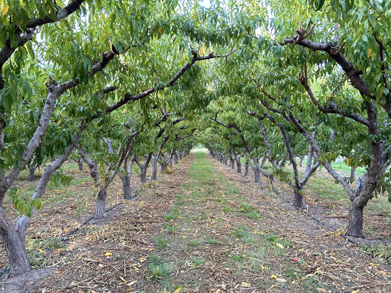 Talbott Farms has roughly 200,000 peach trees and accounts for 25 percent of the state’s peach industry.