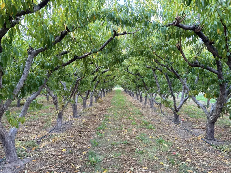 Image: A clearing set between two rows of peach trees at Talbott Farms