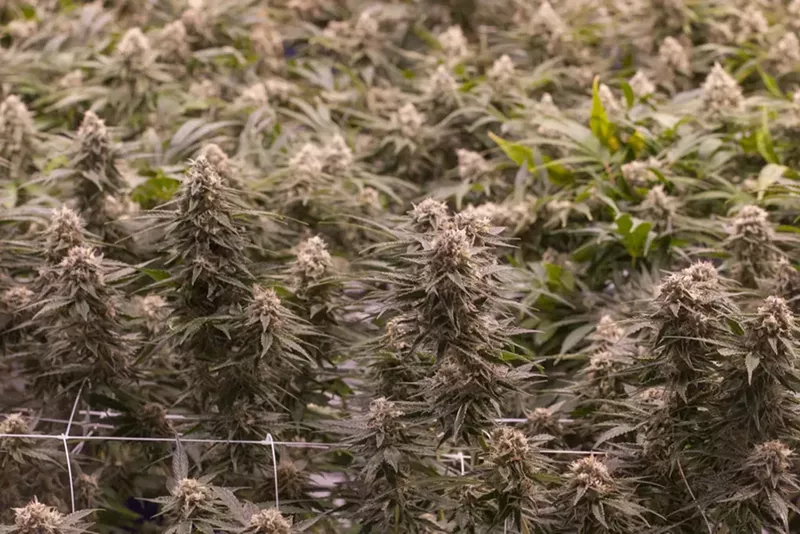 Image: Purple marijuana growing indoors
