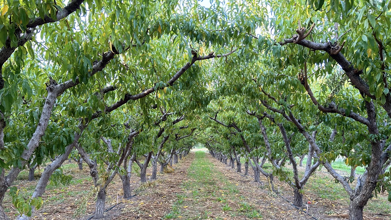 Touring Talbott Farms, Colorado Peach and Wine Grape Producer