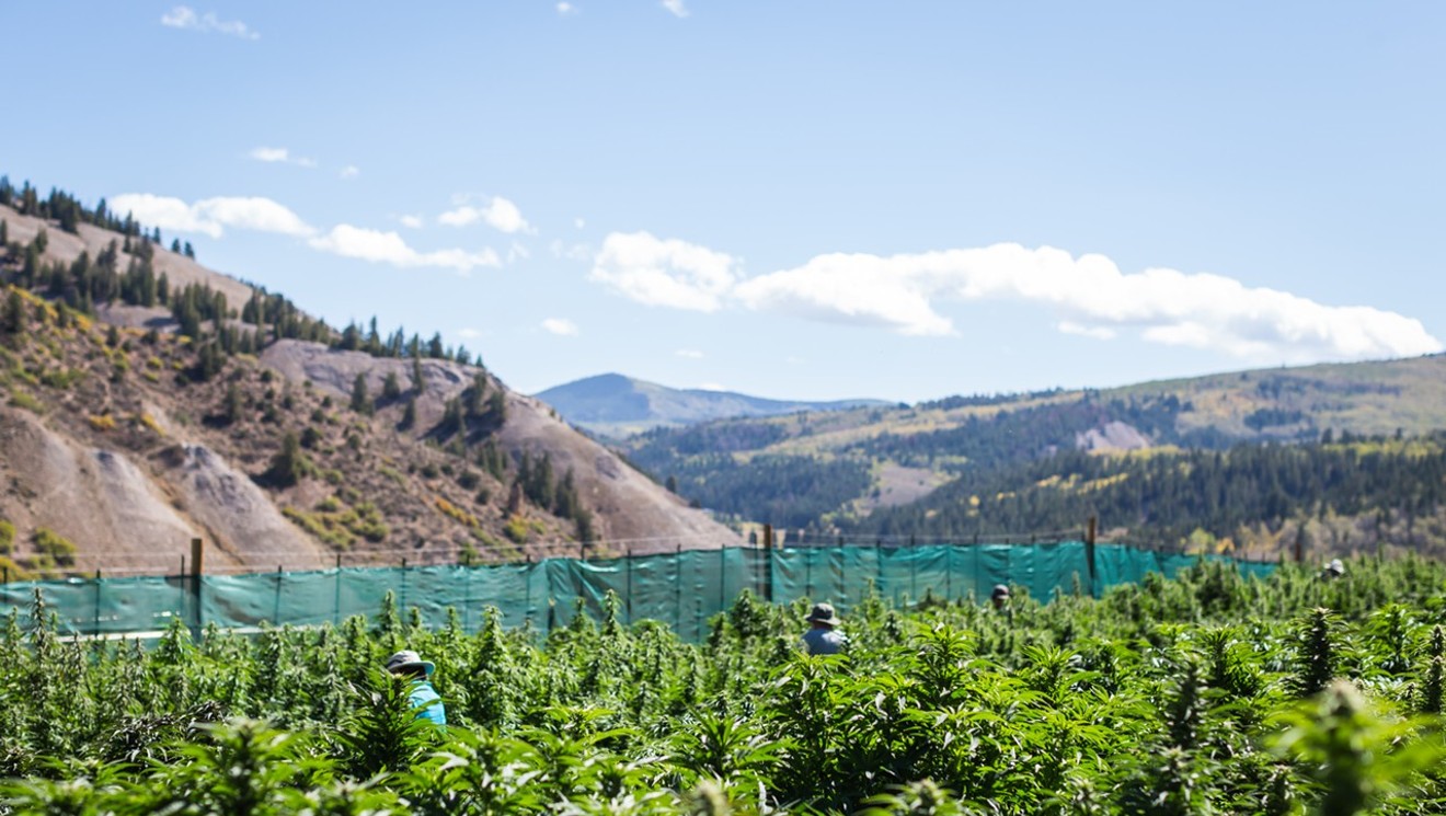 Colorado Sees 20 Percent Dip in Marijuana Growing Licenses in One Year