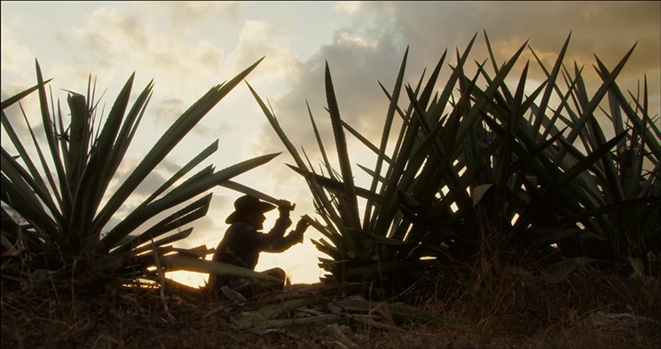 Maguey (also called agave) is the plant that gives mezcal its flavor, but the families that harvest them are what give the spirit its soul. - STILL FROM SONS OF MEZCAL, JACKSON EAGAN, CINEMATOGRAPHER