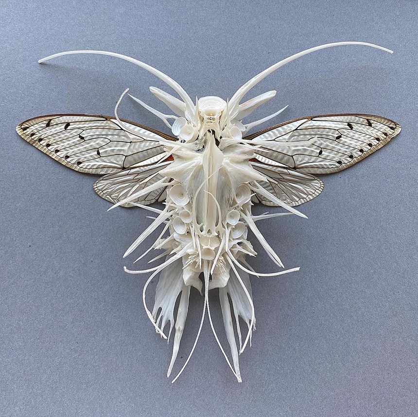Next Gallery member Adrienne DeLoe's insect assemblage is made from a real cicada specimen and fish bones. - ADRIENNE DELOE