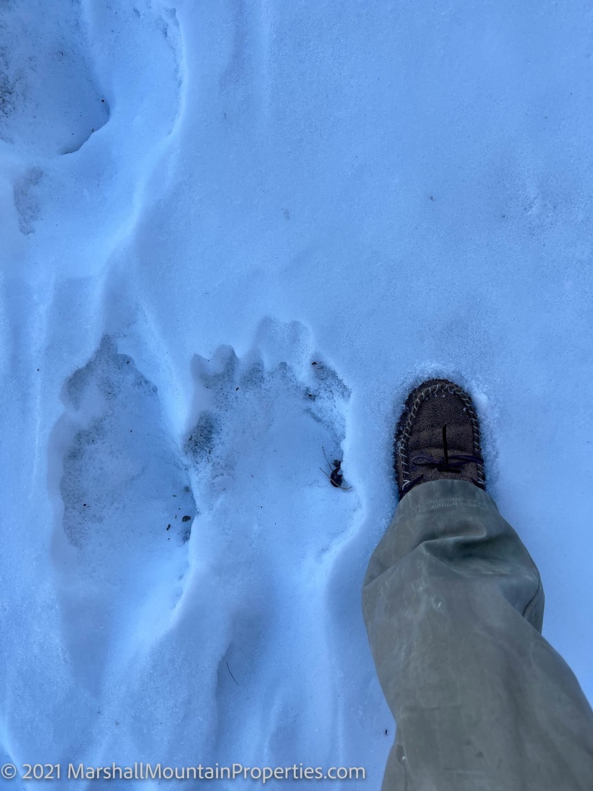A potential wolf print pictured next to Charlie Marshall's foot. - CHARLIE MARSHALL, MARSHALL MOUNTAIN PROPERTIES