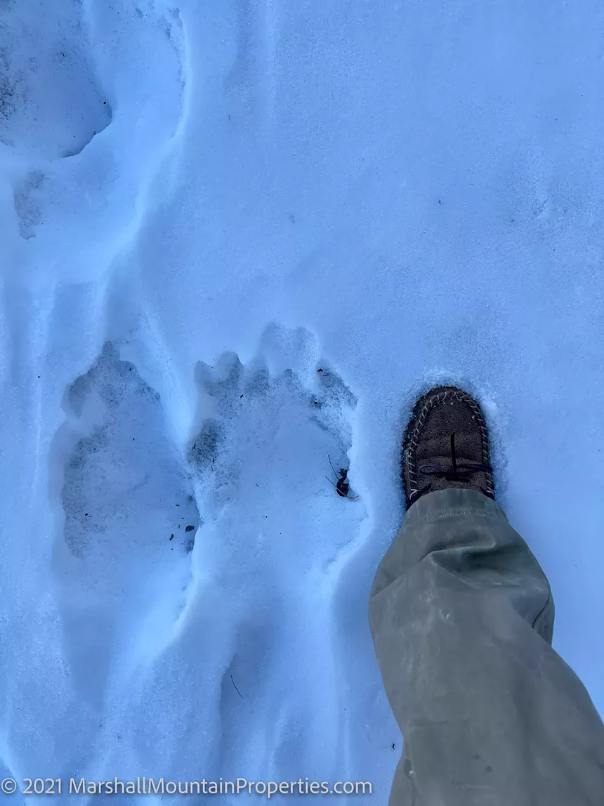 A potential wolf print pictured next to Charlie Marshall's foot. - CHARLIE MARSHALL, MARSHALL MOUNTAIN PROPERTIES