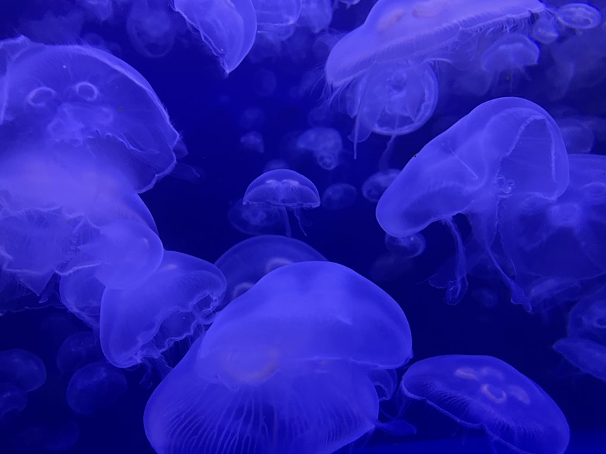 The Denver Downtown Aquarium houses many species, including jellyfish. - CATIE CHESHIRE