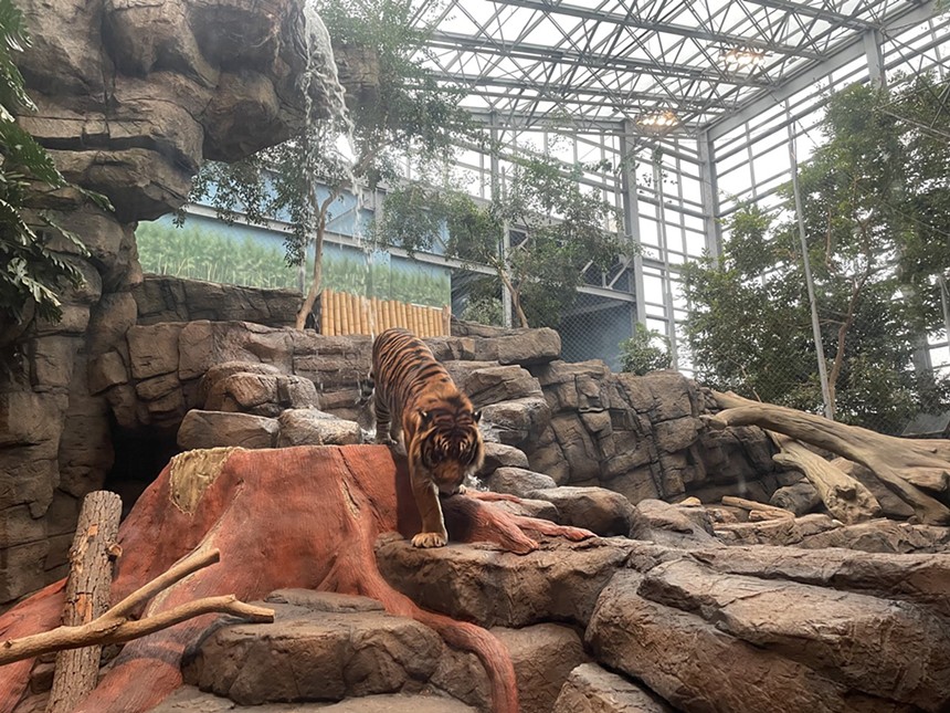 A tiger in its enclosure at the Downtown Aquarium. - CATIE CHESHIRE