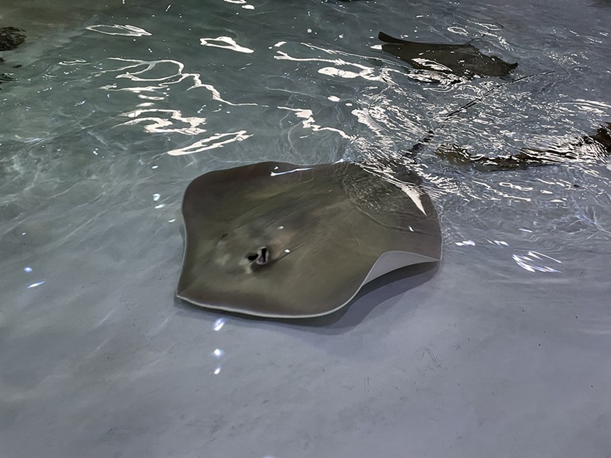 Employees and guests alike have complained about the treatment of stingrays at the aquarium. - CATIE CHESHIRE