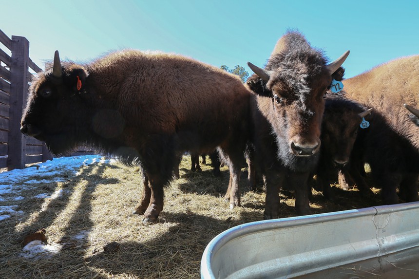Denver has its own bison herd at Genesee Mountain Park. - BRANDON MARSHALL