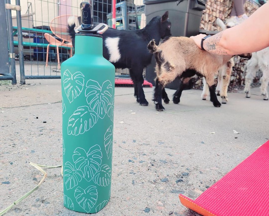 BrüMate withstands the curiosity of goats during baby goat yoga. - LINNEA COVINGTON