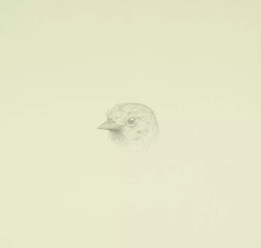 Tom Mazzullo, “Northern Oriole,” 2021, silverpoint on prepared paper. - TOM MAZZULLO