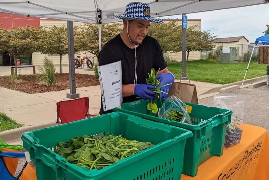 Christian Amaro, Huerta Urbana participant, bagging up a spinach donation from TUF (The Urban Farm). - HUERTA URBANA/FOCUS POINTS FAMILY RESOURCES CENTER