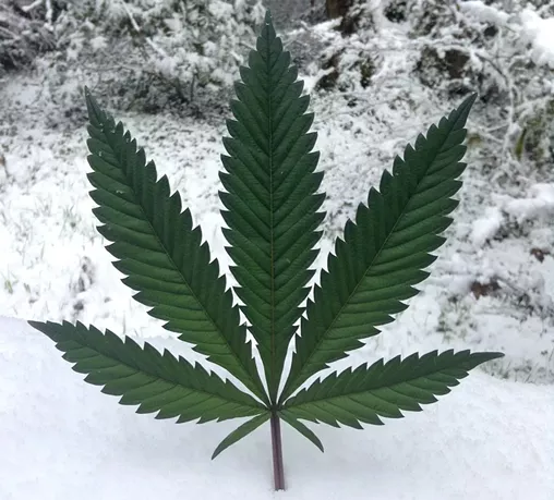 A marijuana leaf in the snow
